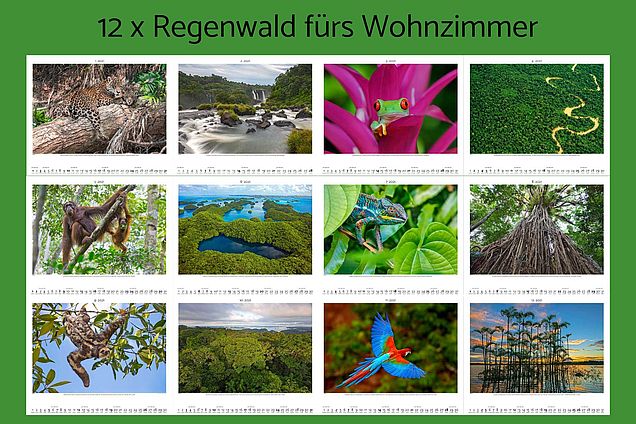 Motive Kalender 2021 © OroVerde/Palazzi Motive Kalender 2021 © OroVerde/Palazzi