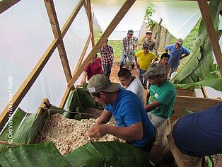 Kakao aus Guatemala bei der Fermentierung
