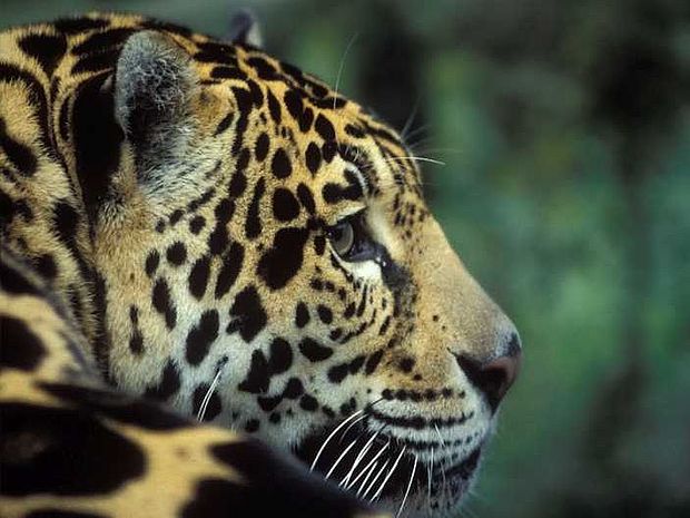 Der Jaguar ist die größte Raubkatze in Amerika © Konrad Wothe