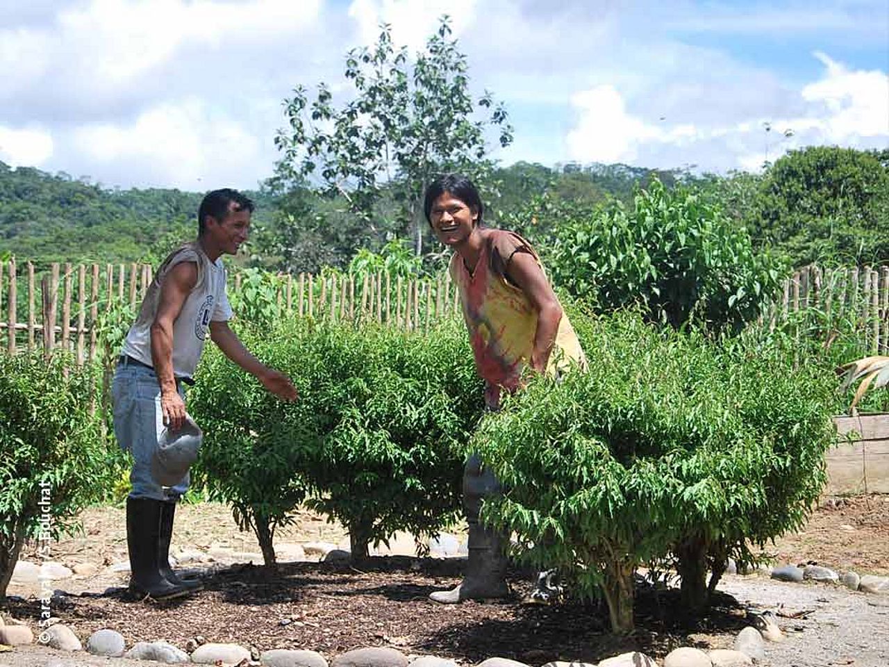 Die Kichwa verfügen über großes Wissen, wie über Heilpflanzen © Sarayaku/S.Bouchat