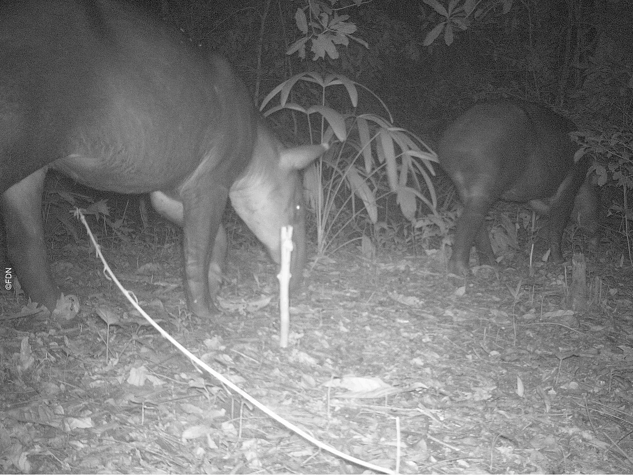 Nachtaufahme mit einem Tapir. Er dreht der Kamera den Rücken zu.