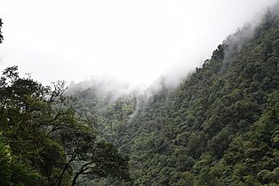 Guatemala - Bergnebelwald
