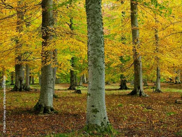 ©Martin Harvey lichter Mischwald in Europa Wald schützen gehört bei jedem Waldspaziergang dazu. ©Martin Harvey
