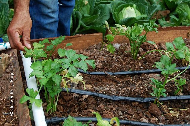 In Rafaels Hausgarten mit Tröpfchenbewässerung wachsen Koriander, Kohl und andere Gemüse und Kräuter.