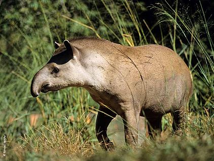 Ein Tapir steht auf einem Stück Grasland.
