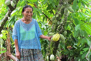 Kakaoanbau in naturnahen Agroforstsystemen als nachhaltige Landnutzungsalternative zum traditionellen Maisanbau.