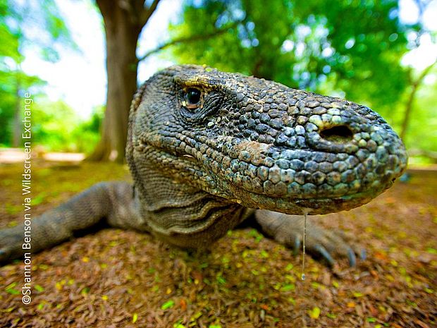 Komodowaran liegt auf der Lauer und schaut in die Kamera ©Shannon Benson via Wildscreen Exchange