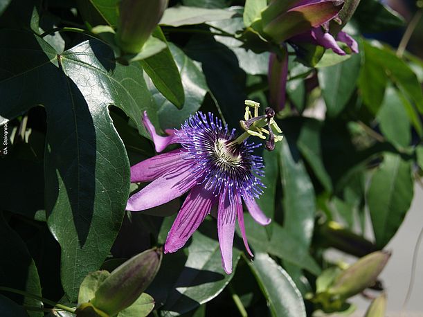 Passionsblüte - ©Andrea Steingrebe
