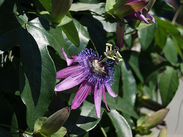 Passionsblüte - ©Andrea Steingrebe