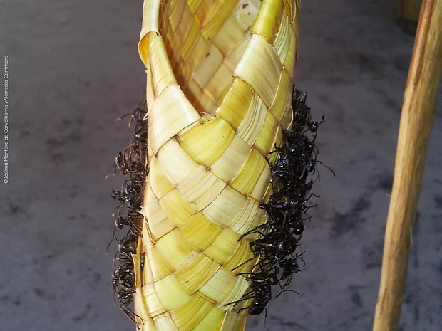 Tropische lebendige Riesenameisen sind in eine Art Handschu mit der Stichseite nach innen eingenäht.