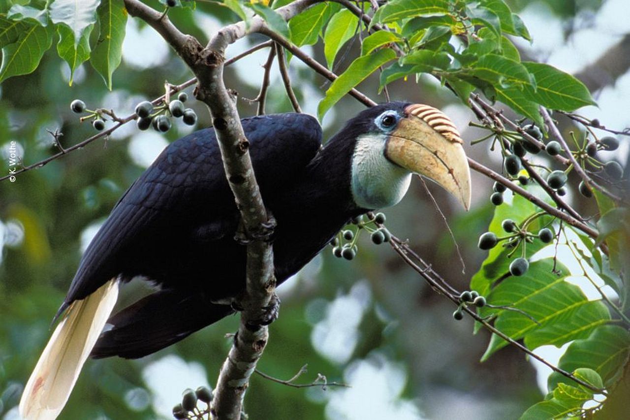 Wünschen Sie sich Artenreichtum: Dieser Papuahornvogel lebt in den Regenwäldern im Osten von Indonesien. ©K. Wothe