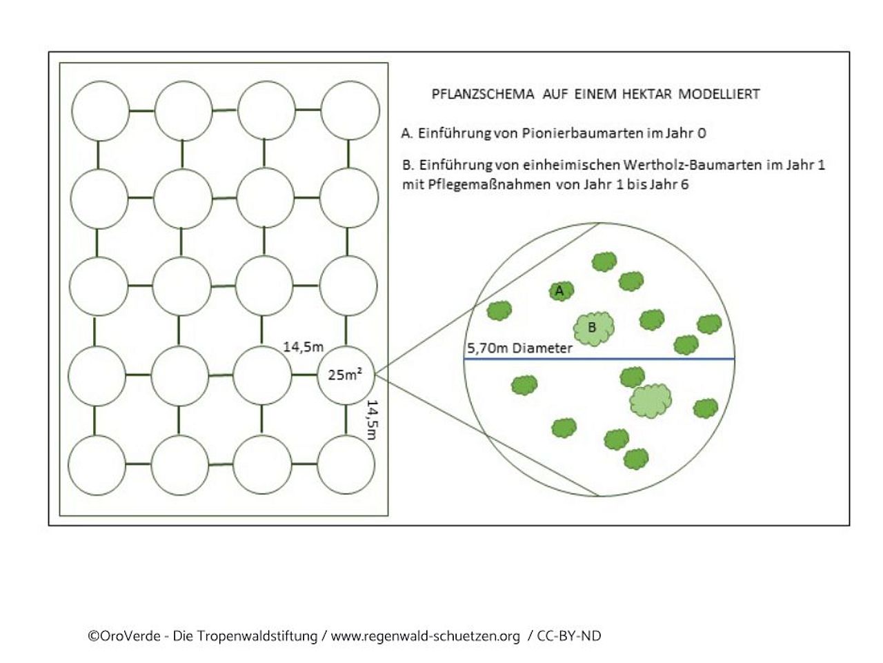 Pflanzschema der Trupppflanzung ©OV - KToepfer