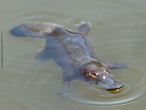 Entenschnabel, Biberschwanz und paddelnt im Wasser: ein Schnabeltier von oben in Nahaufnahme.