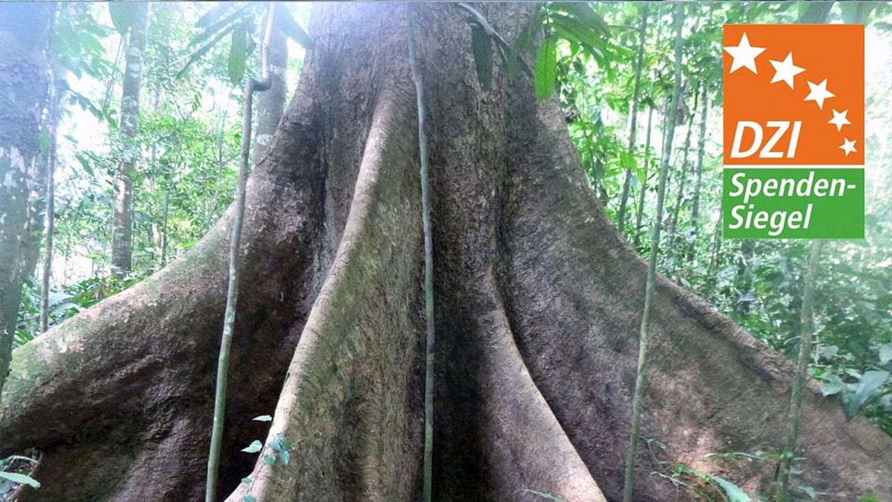 Urwaldriese im indonesischen Regenwald 