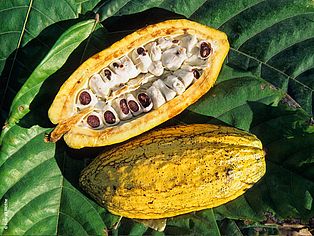Hinterm Tellerrand beginnt die Welt: Kakaofrucht offen © Konrad Wothe
