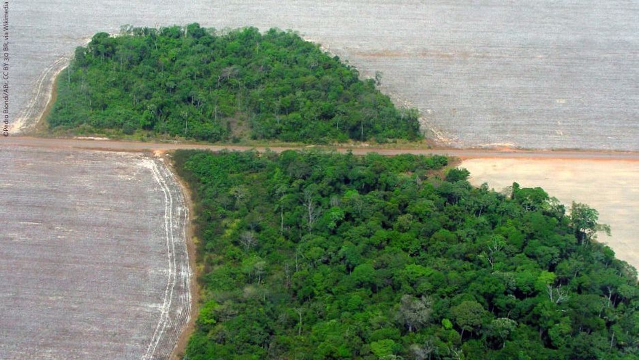 Entwaldung Mato Grosso