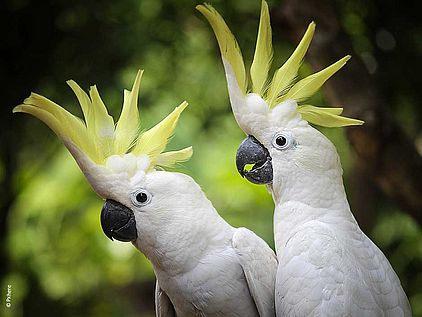 Papageien: zwei Gelbhaubenkakadus © Pxhere