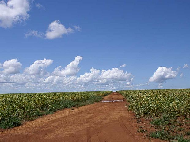 Sojaanbau in Brasilien ©Elke Mannigel