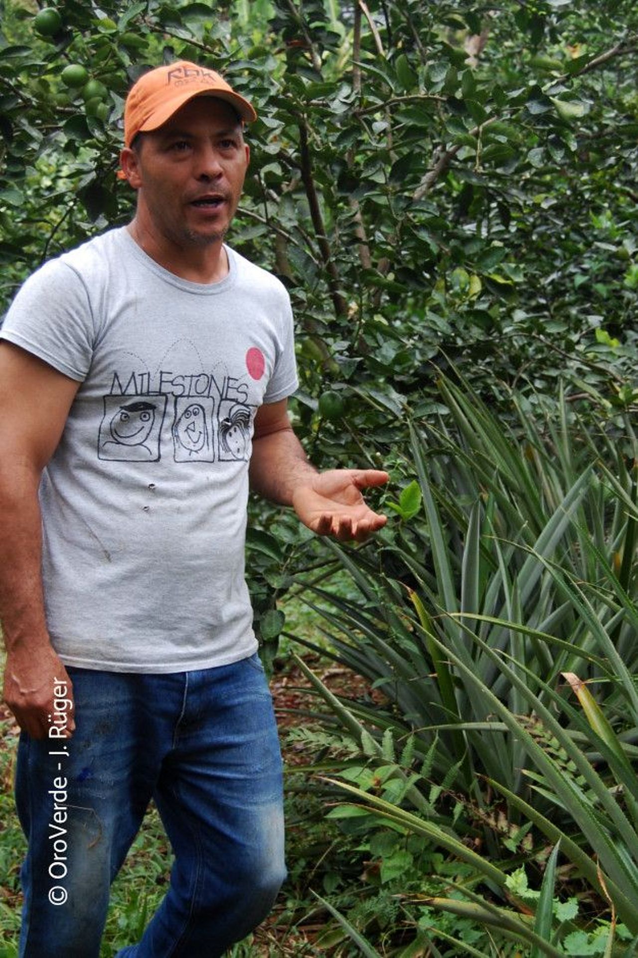 Rafael erklärt die Funktion lebender Hecken aus Ananaspflanzen.