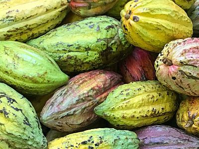 Geerntete Kakaofrüchte 