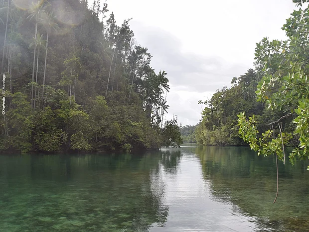 In Indonesien wachsen halbimmergrüne Regenwälder.
