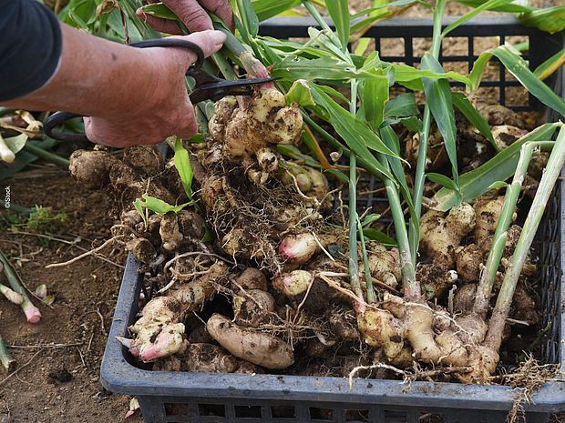 Ingwerernte mit der Hand 