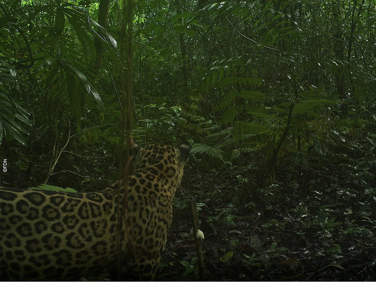 Am unteren linken Bildrand steht ein Jaguar, er hat der Kamerafalle den rücken zugekehrt