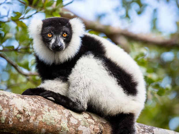 Schwarzweiße Varis sind die wahrscheinlich größten Bestäuber ©Konrad Wothe