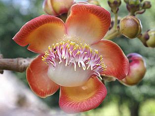 Diese Blüte befindet sich in Costa Rica ©Elke Mannigel