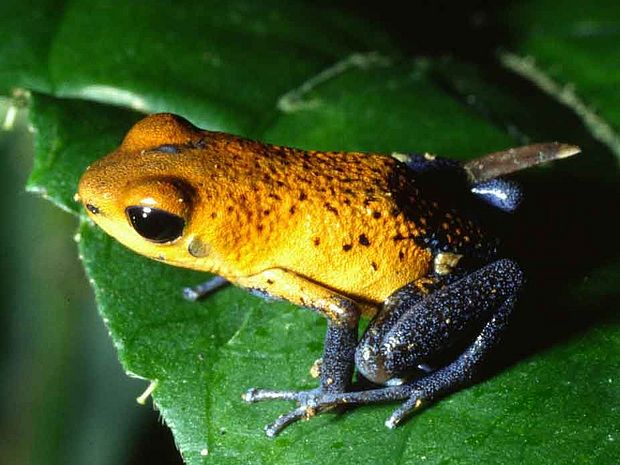 Gelb-Blauer Baumsteigerfrosch im Regenwald ©Klaus und Rita Niemeyer