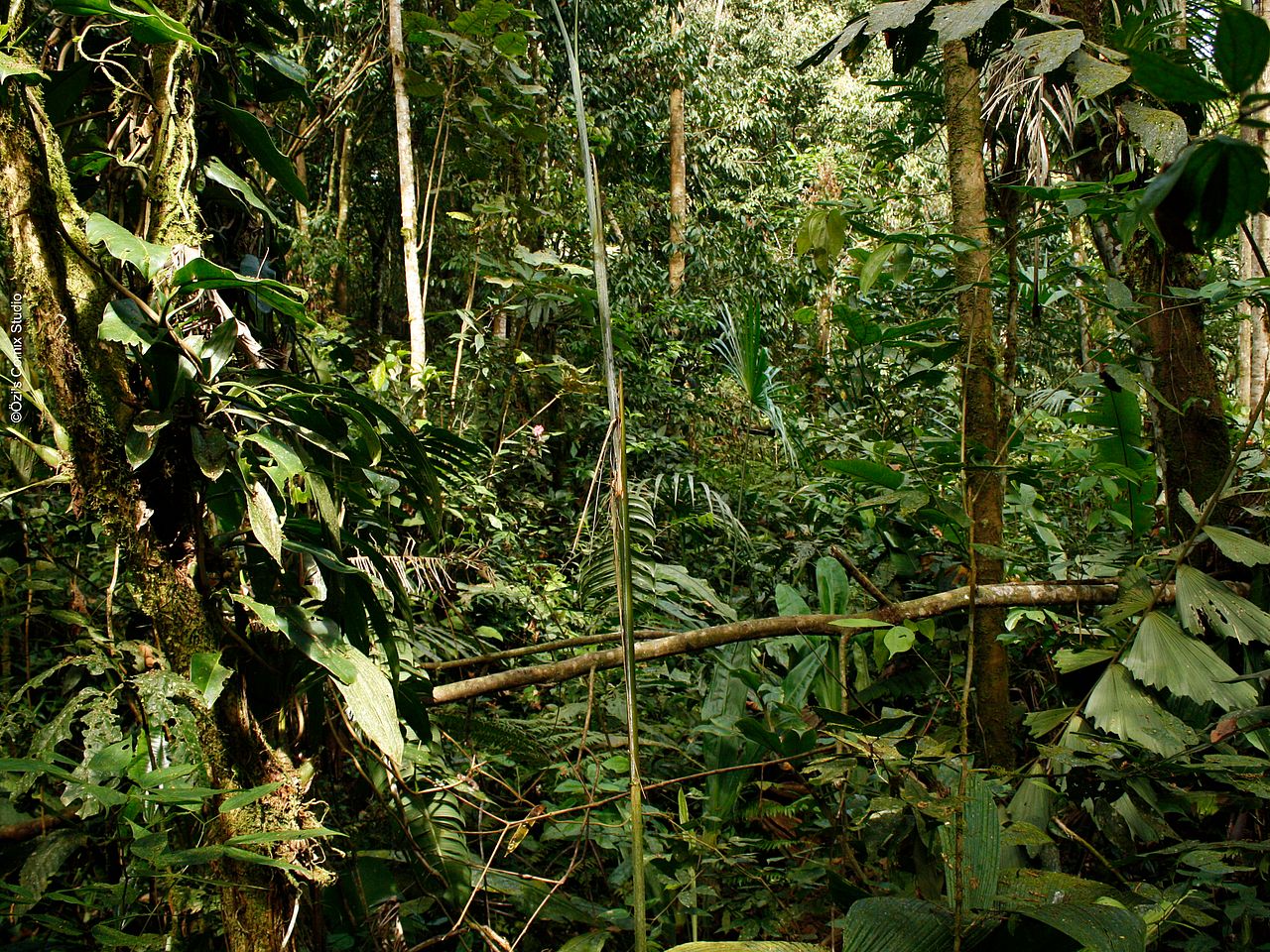 Dichter Amazonas-Regenwald in Ecuador