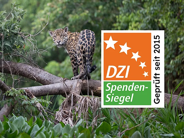 Jaguar im Regenwald – DZI Spendensiegel – Geprüft seit 2015