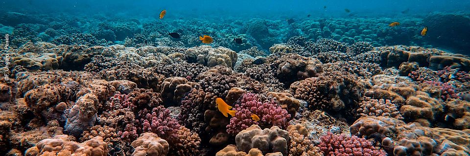 Ein buntes Korallenriff