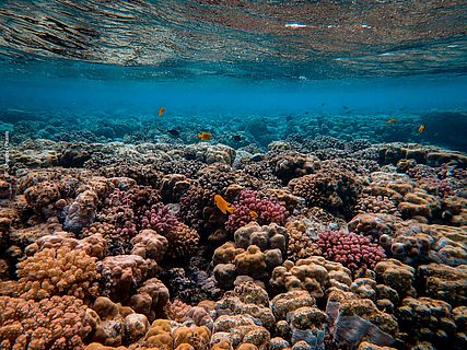 Ein buntes Korallenriff