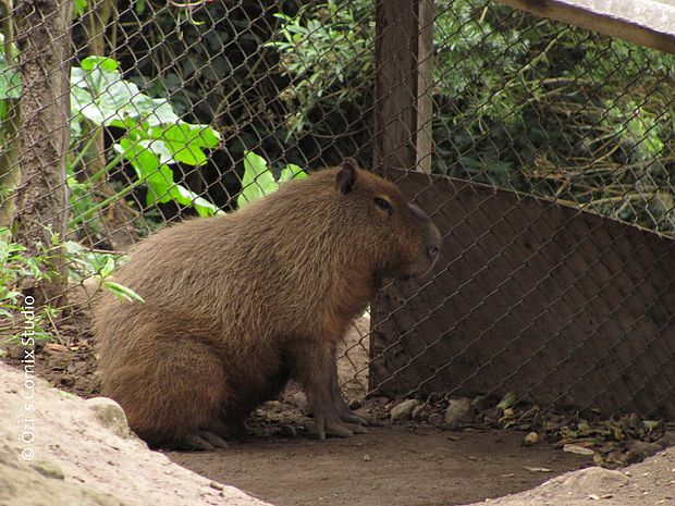 Capybaras sind keine geeigneten Haustiere © Özi´s Comix Studio