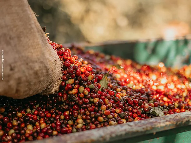 Die gesammelten Kaffeekirschen nach der Ernte ©Mariela Ferbo - Unsplash Plus