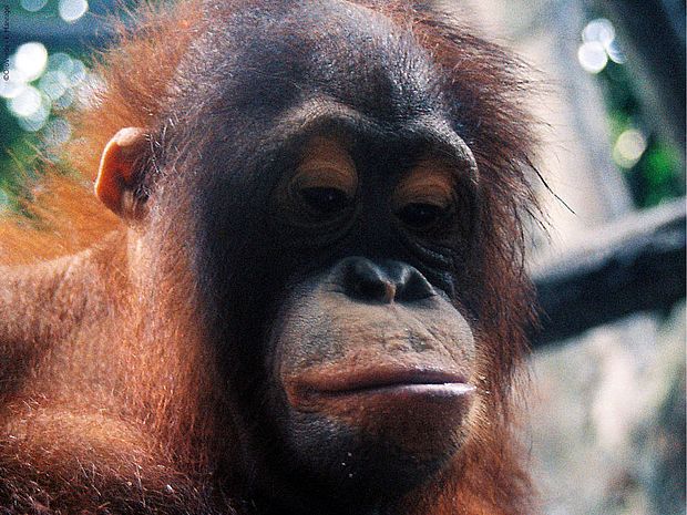 Orang-Utan schaut nachdenklich nach unten