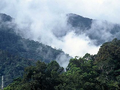 Klimawandel und Regenwald: Von zentraler Bedeutung für das Klima der Erde © Konrad Wothe