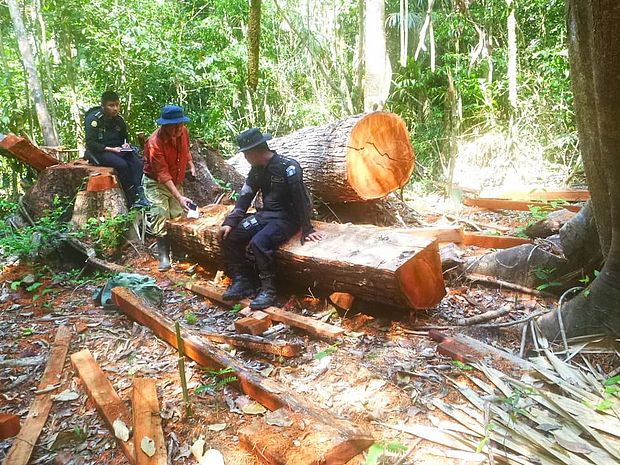 Ranger im Camp von illegalen Holzfällern ©FDN