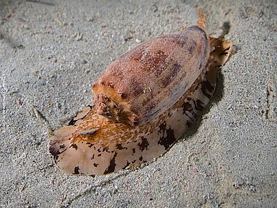 Landkarten Kegelschnecke ©Luis P.B. via inaturalist CC BY-NC-4.0 Eine große Schnecke kriecht über den sandigen Meeresboden. Sie hat ein namensgebendes kegelförmiges Gehäuse.