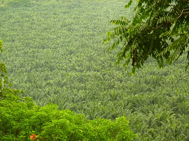 Eine Weitaufnahme einer Palmölplantage.