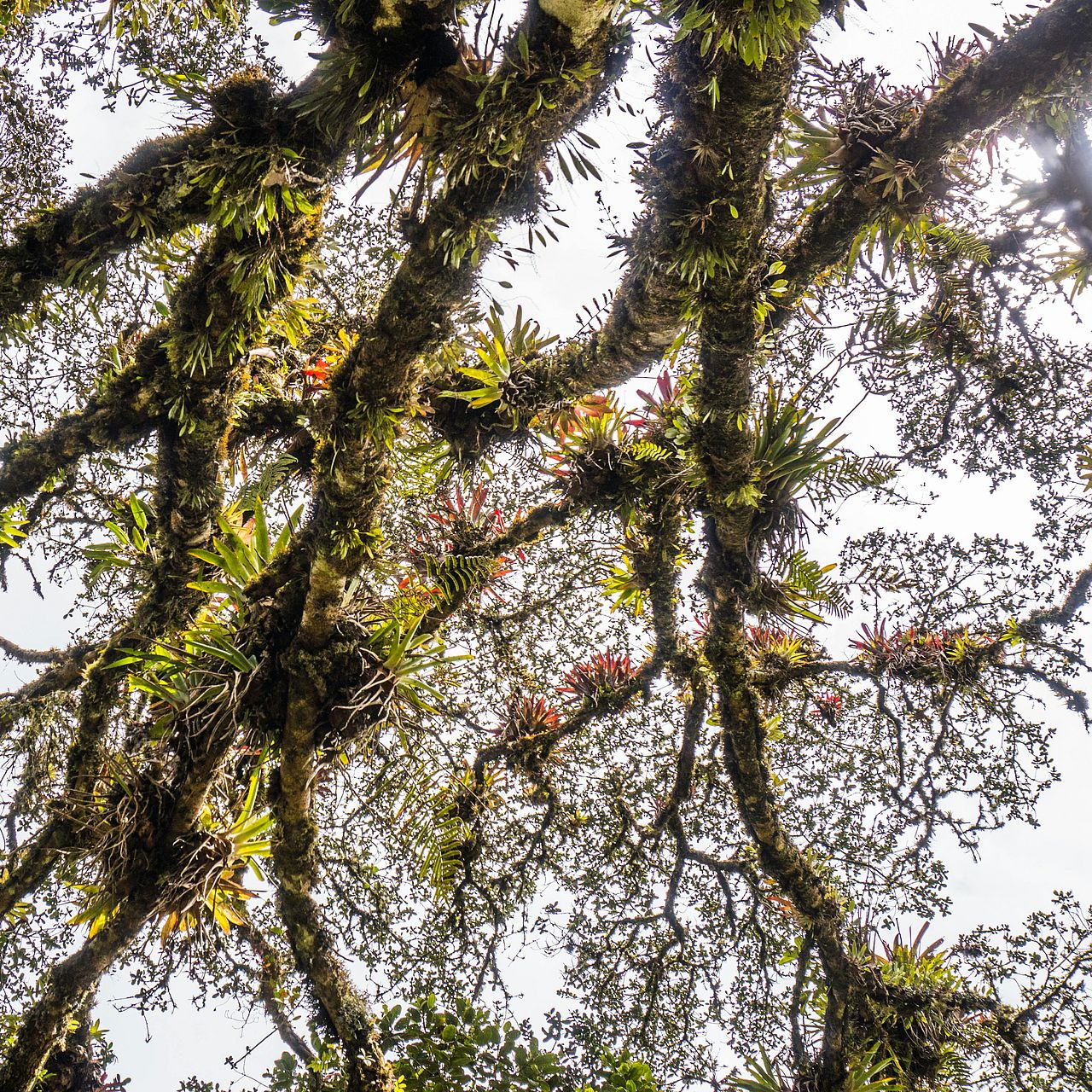 Epiphyten in einem Baum