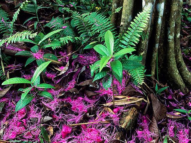Pinke Blüten auf dem Regenwaldboden ©Konrad Woth