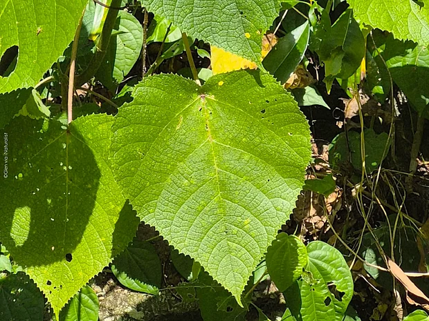 Herzförmige Blätter der australischen Brennnessel werden von der Sonne angestrahlt und wächst an einem lichtdurchfluteten Platz im Regenwald.