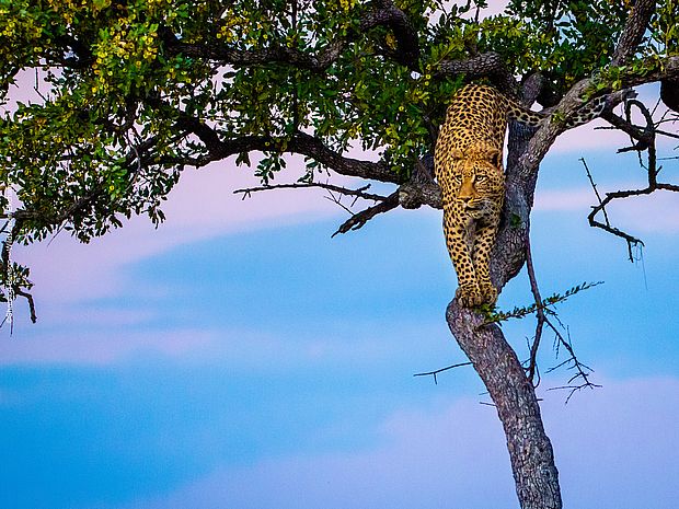Ein Leopard in einem Baum. 