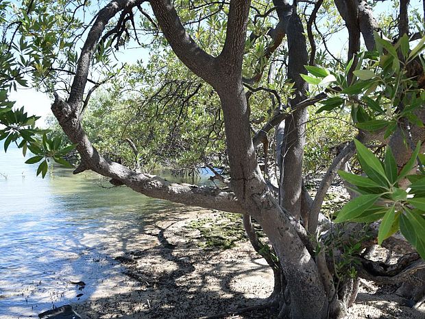 Mangrovenwald bietet Lebensraum für Artenvielfalt ©OroVerde – L. Krings 