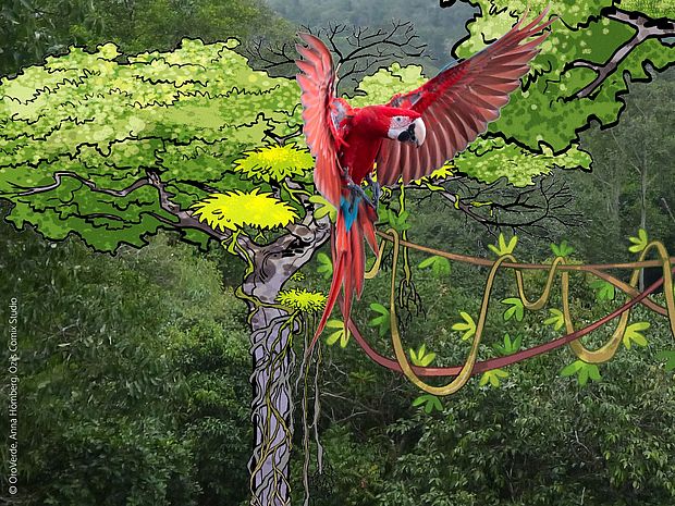 Ein Ara im Landeanflug. Im Hintergrund vervollständigen im Comicstil gezeichnete Bäume das Regenwaldbild.