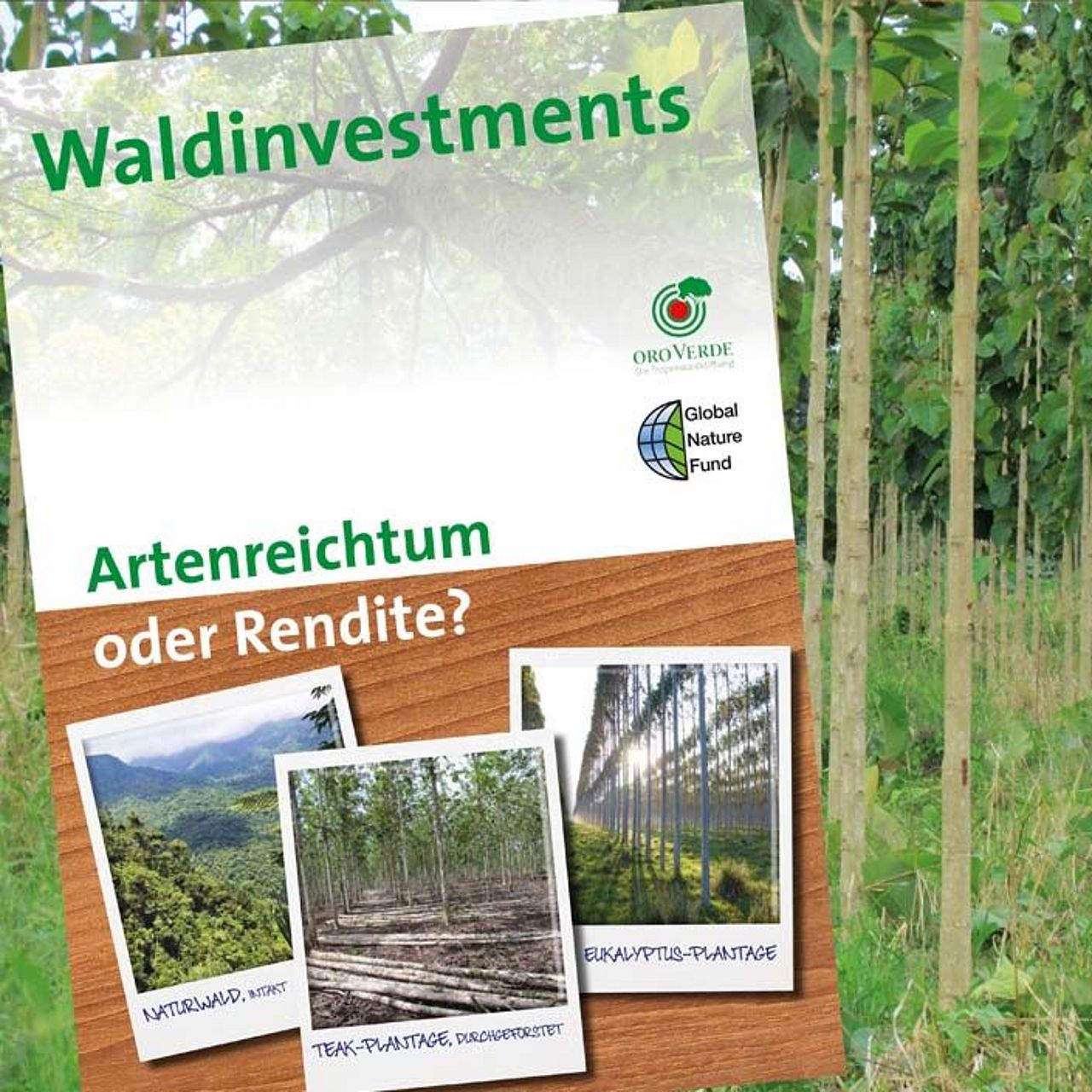 Waldinvestment: Fallstudien, Analysen und Hintergründe