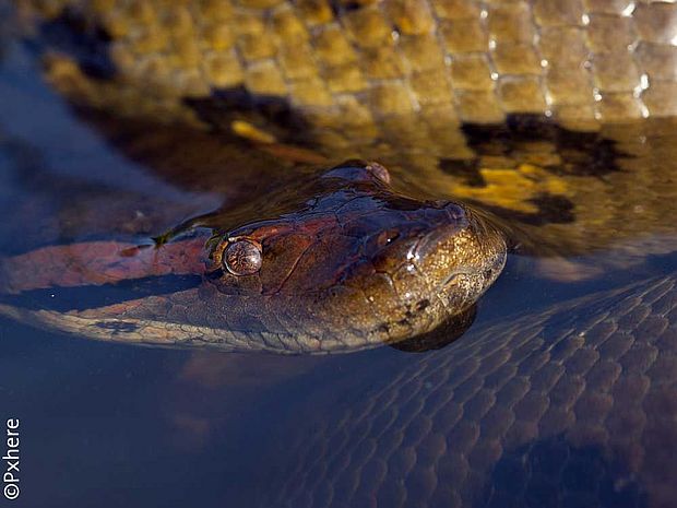 Anakondas leben im Wasser ©pxhere