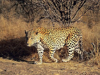Der Leopard sieht dem Jaguar sehr ähnlich. Nur die Flecken des Fells unterscheiden sich. © Konrad Wothe